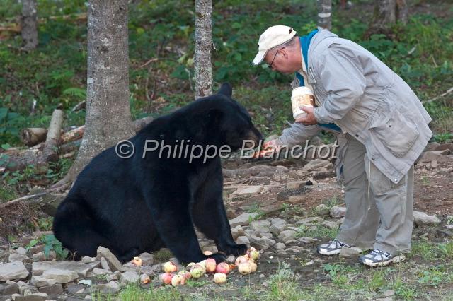 canada nouveau brunswick 30.JPG - Safari de l'ours noir, Little, Big Bear SafariAcadieville, Nouveau-Brunswick, Canada
